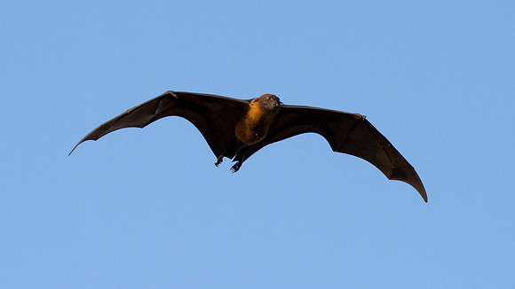Maldives Fruit Bat (Pteropus hypomelanus maris or Pteropus giganteus ariel)