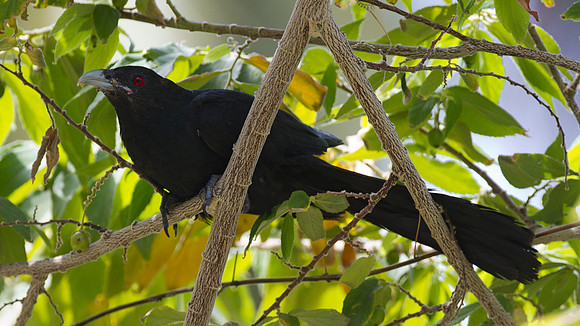 Asian Koel (Eudynamys scolopaceus) Male