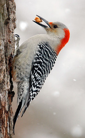 Red-bellied Woodpecker (Melanerpes carolinus) Female