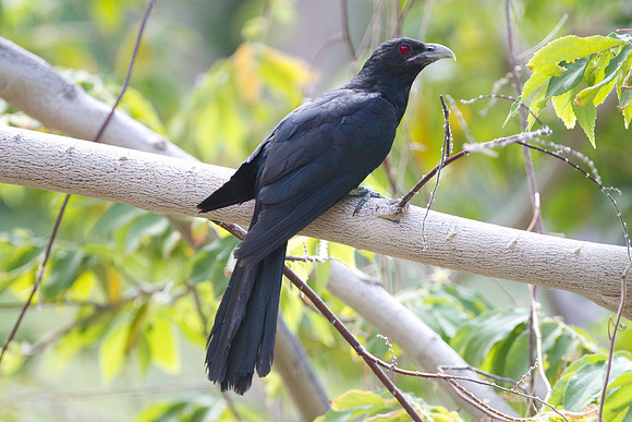 Asian Koel (Eudynamys scolopaceus) Male