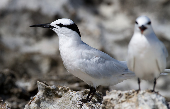 Black-naped Tern (Sterna sumatrana)