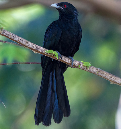 Asian Koel (Eudynamys scolopaceus) male