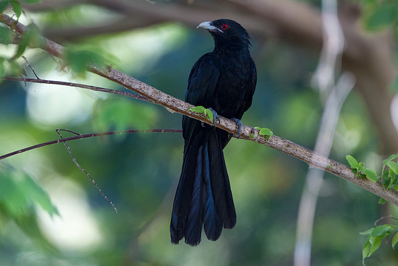 Asian Koel (Eudynamys scolopaceus) Male