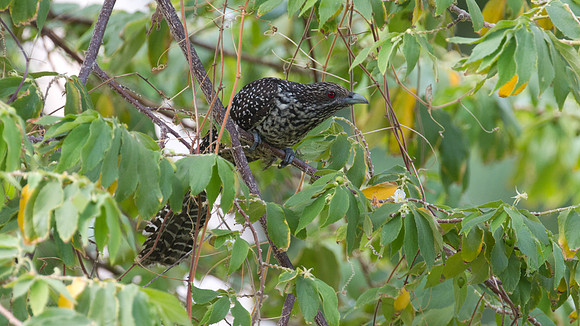 Asian Koel (Eudynamys scolopaceus) Female