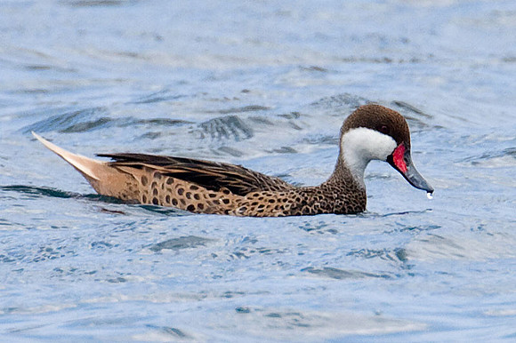 White-cheeked Pintail (Anas bahamensis) also known as Bahama Pintail