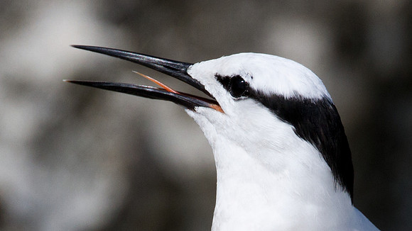 Black-naped Tern (Sterna sumatrana)