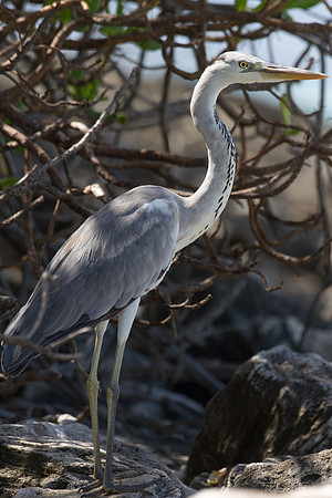 Grey Heron (Ardea cinerea)