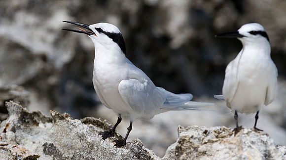 Black-naped Tern (Sterna sumatrana)