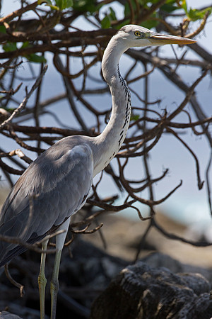 Grey Heron (Ardea cinerea)
