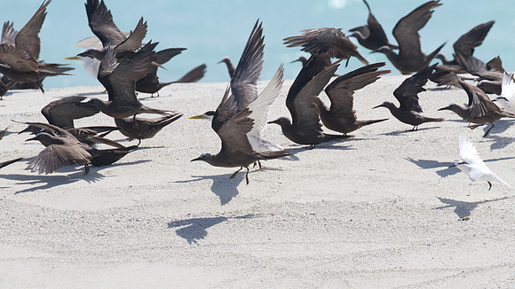 Black-naped Tern (Sterna sumatrana) and Brown Noddy (Anous stolidus)
