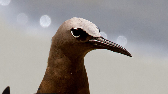 Brown Noddy (Anous stolidus)