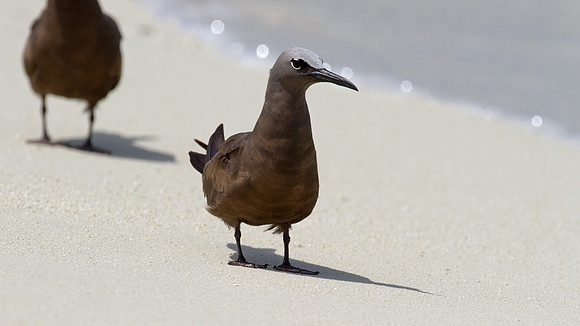 Brown Noddy (Anous stolidus)
