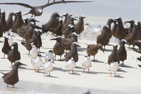 Black-naped Tern (Sterna sumatrana) and Brown Noddy (Anous stolidus)