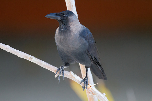 House Crow (Corvus splendens)
