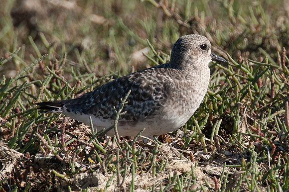 Willet (Tringa semipalmata)