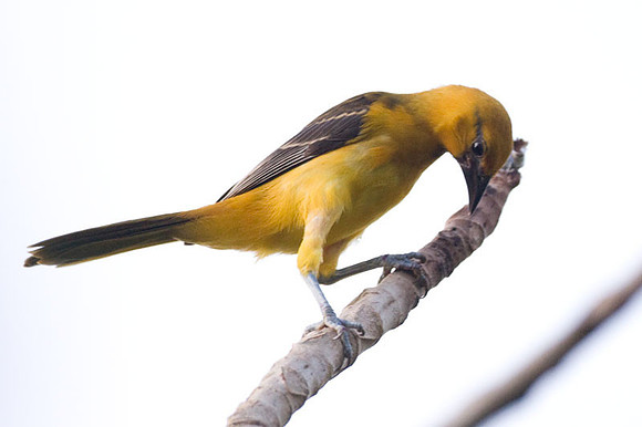 Hooded Oriole (Icterus cucullatus) female