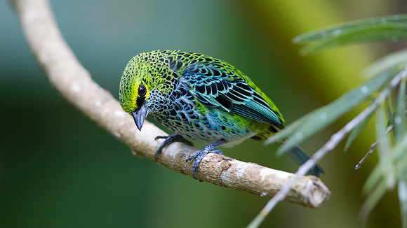 Speckled Tanager (Tangara guttata)