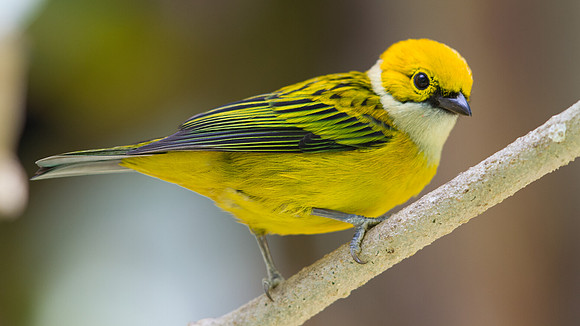 Silver-throated Tanager (Tangara icterocephala)