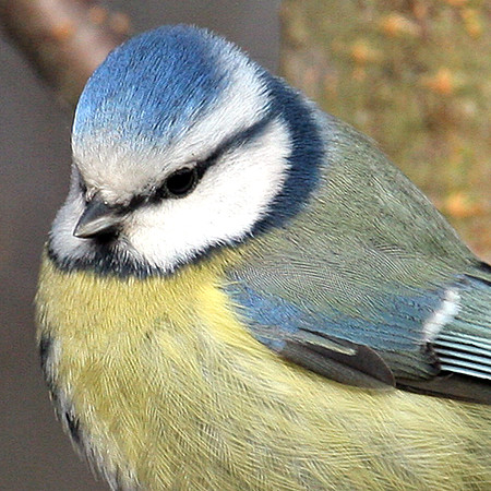 Blue Tit (Cyanistes caeruleus)