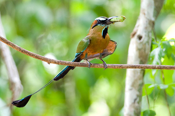 Turquoise-browed Motmot (Eumomota superciliosa)