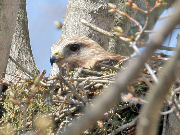 Red-shouldered Hawk (Buteo lineatus) female