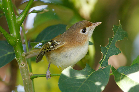 Cozumel Vireo (Vireo bairdi)