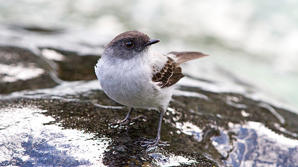 Torrent Tyrannulet (Serpophaga cinerea)