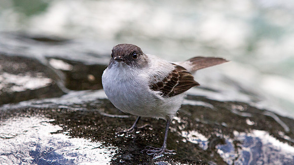Torrent Tyrannulet (Serpophaga cinerea)