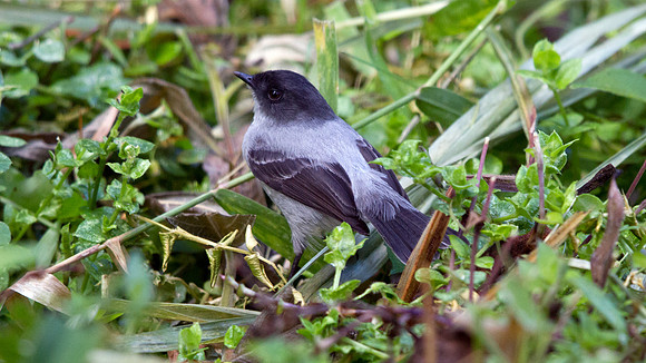 Torrent Tyrannulet (Serpophaga cinerea)