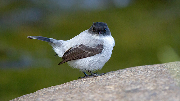 Torrent Tyrannulet (Serpophaga cinerea)