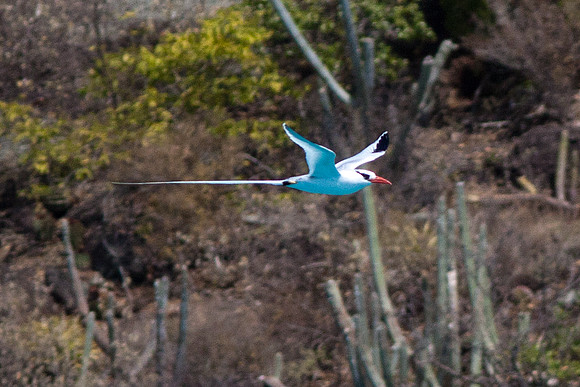 Red-billed Tropicbird (Phaethon aethereus)