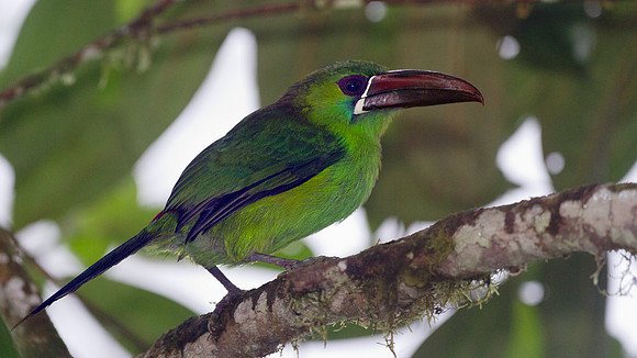 Crimson-rumped Toucanet (Aulacorhynchus haematopygus)