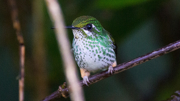 Booted Racket-tail (Ocreatus underwoodii)