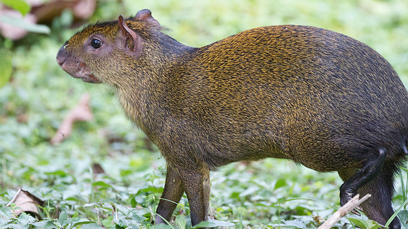 Brown Agouti (Dasyprocta variegata)
