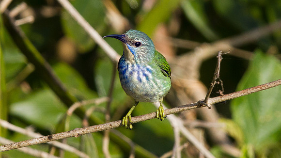Shining Honeycreeper (Cyanerpes lucidus) Female