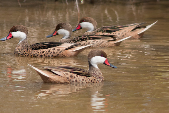 White-cheeked Pintail (Anas bahamensis)