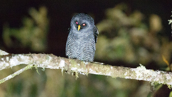 San Isidro "Mystery" Owl