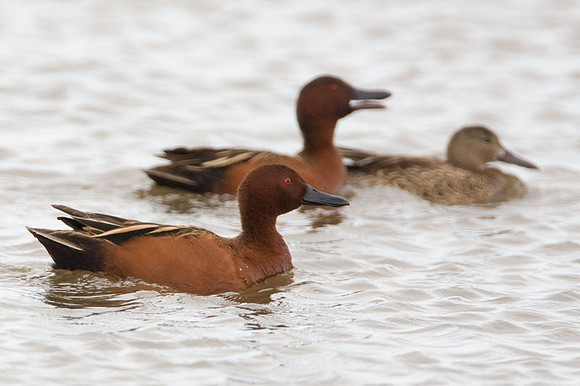 Cinnamon Teal (Anas cyanoptera) male and female