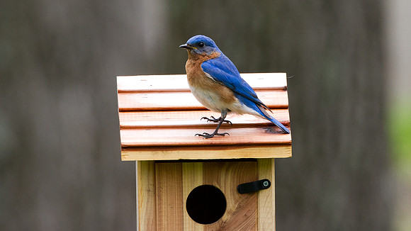 Eastern Bluebird (Sialia sialis) Male