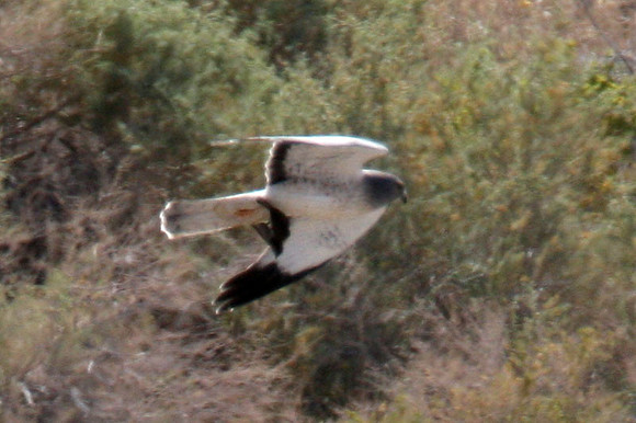 Hen Harrier (Circus cyaneus) also known as Northern Harrier