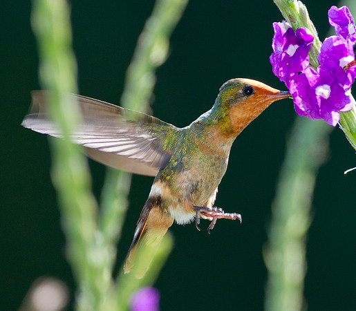 Rufous-Crested Coquette (Lophornis delattrei) - female