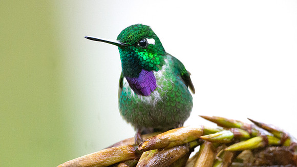 Purple-bibbed Whitetip (Urosticte benjamini)