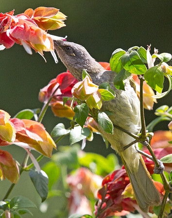 Brown Honeyeater (Lichmera indistincta)