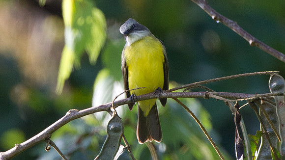 Grey-capped Flycatcher (Myiozetetes granadensis)