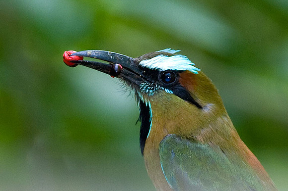 Turquoise-browed Motmot (Eumomota superciliosa)