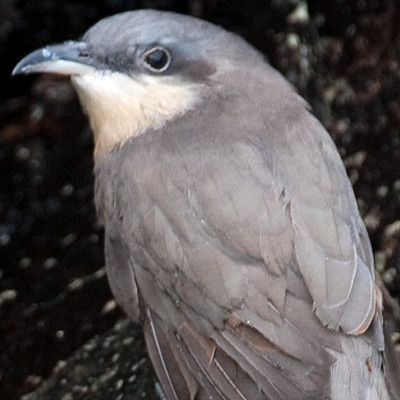 Mangrove Cuckoo (Coccyzus minor)