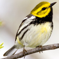 Black-throated Green Warbler (Dendroica virens)