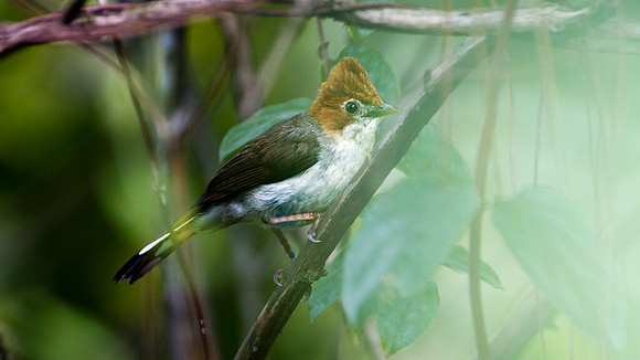 Chestnut-crested Yuhina (Yuhina everetti)