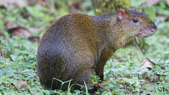 Brown Agouti (Dasyprocta variegata)
