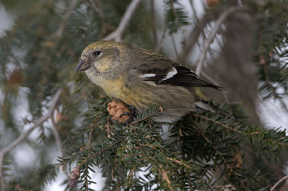 Two-barred Crossbill (Loxia leucoptera) female; also known as White-winged Crossbill